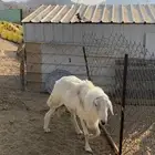 فحل حري صنف مشروط