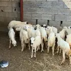 رخال رفيديه