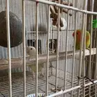 جوز روز مع الفرخ وعمر الزوج 2023   بيش