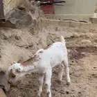 تيس كفو يرضع من امه