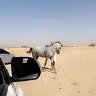 حصان .