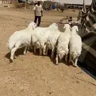 طليان حريه. اضاحي. تم البيع