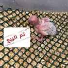 تم البيع فرخ روز البينو صافي ( عيون حمراء )