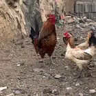 ديكين كفو