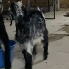 جفار تربيه