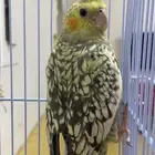 كروان فراشه