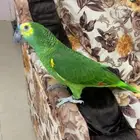 امزوني بلوفرنتد جاكو هدد تم البيع