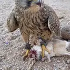 البيع باشق شبوط