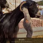 معزاء عوارض صنف الصنف معرفات