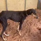 سلوقي