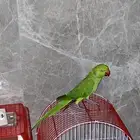 دره هندي للبيع او البدل