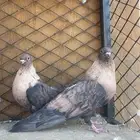 جوز ريحاني معه فرخين