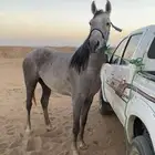 فرس شيخه وانتاجها كفوو