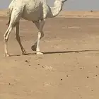 لقيه مغتر تجذع ذا السنه