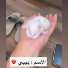 شكاليط للبيع