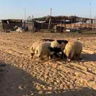 نعيم. العدد 5. وفيهن وحده رخل. الظهور مغلقه. العمر 5 ش