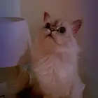 قطط للبيع 2 هملايا الاول ذكر و عمره سنه والثاني انثى 4 شهور