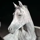 حصان شعبي قطعه ورأس فاخر