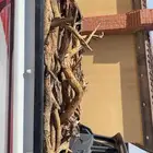 سمر