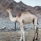 بكره