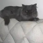 قطط