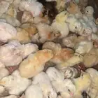 صيصان بلدي فواتح اللون شرط الصحه من ريال