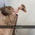 صيصان بكساتني