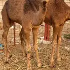 قعدان على الحليب