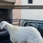 ذبايح ويوجد خدمة ذبح وتوصيل