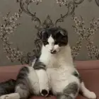 قطط