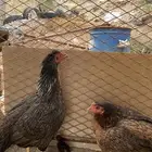 للبيع دجاج باكستاني اصيل