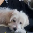 كلب مالتيز للبيع نظيف مع كل اغراضه
