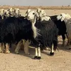 غنم نجد