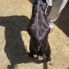 ذبايح تيوس عارضيه حلال بر على الشرط