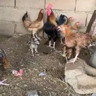 دجاج للبيع العدد 4 الفروخ 3