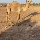 للبيع قعود ولد سياف بعير غصاب العامري