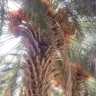 رطب وتمر ثمرة المزرعة للبيع