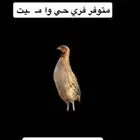 الموقع الخشيبي رفحاء