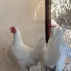 ديك ودجاجه بلدي حساوي الدقه القديمه الون واضح بصوره دجاجه ب