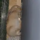 ارنب للبيع في مكة