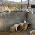 حمام باكستاني