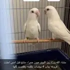 زوج روز البينو .