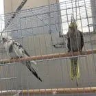 زوج كروان شرط ذكر أنثى وصحة ونظافة للبيع