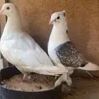 حمام زوج حب الرمان و فرنسي