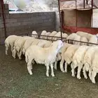 طليان العدد 33 اضاحي