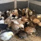 فروخ دجاج بلدي العدد 100