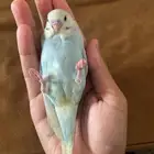 فرخ بادجي اليف جدا الوان رائعه