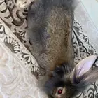 أرنب مع كيلو أكل وقفص ب40