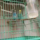 زوج بادجي منتج على الشرط