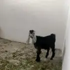 تيس عارضي ثلاثه اشهر